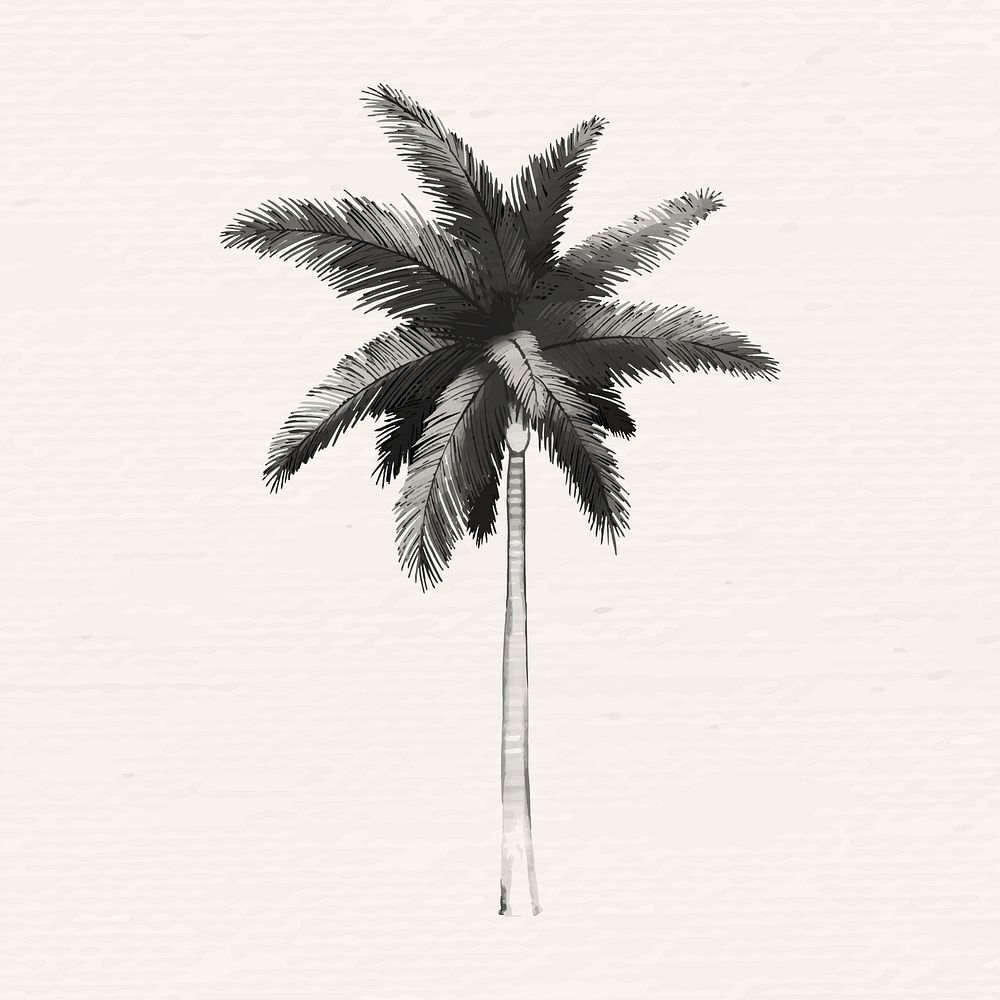 Hand drawn palmyra palm in gray vector