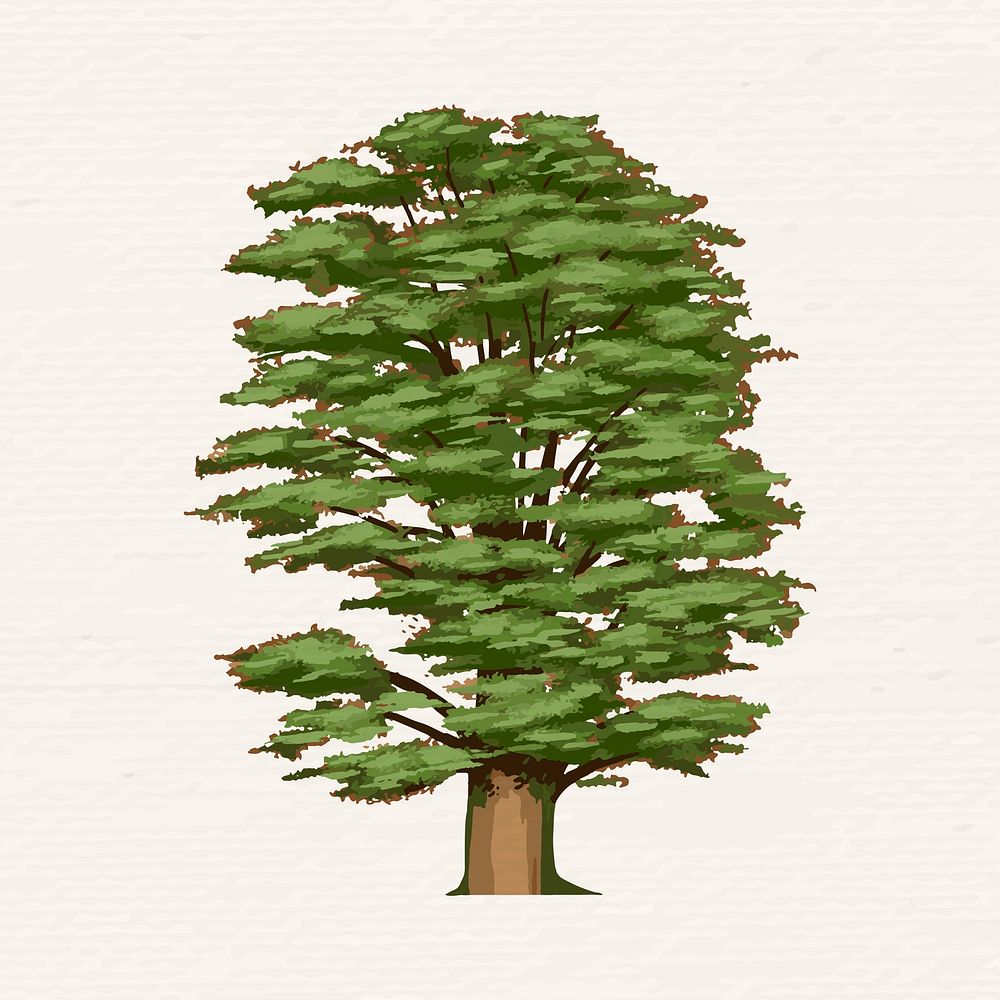 Hand drawn cedar of Lebanon vector