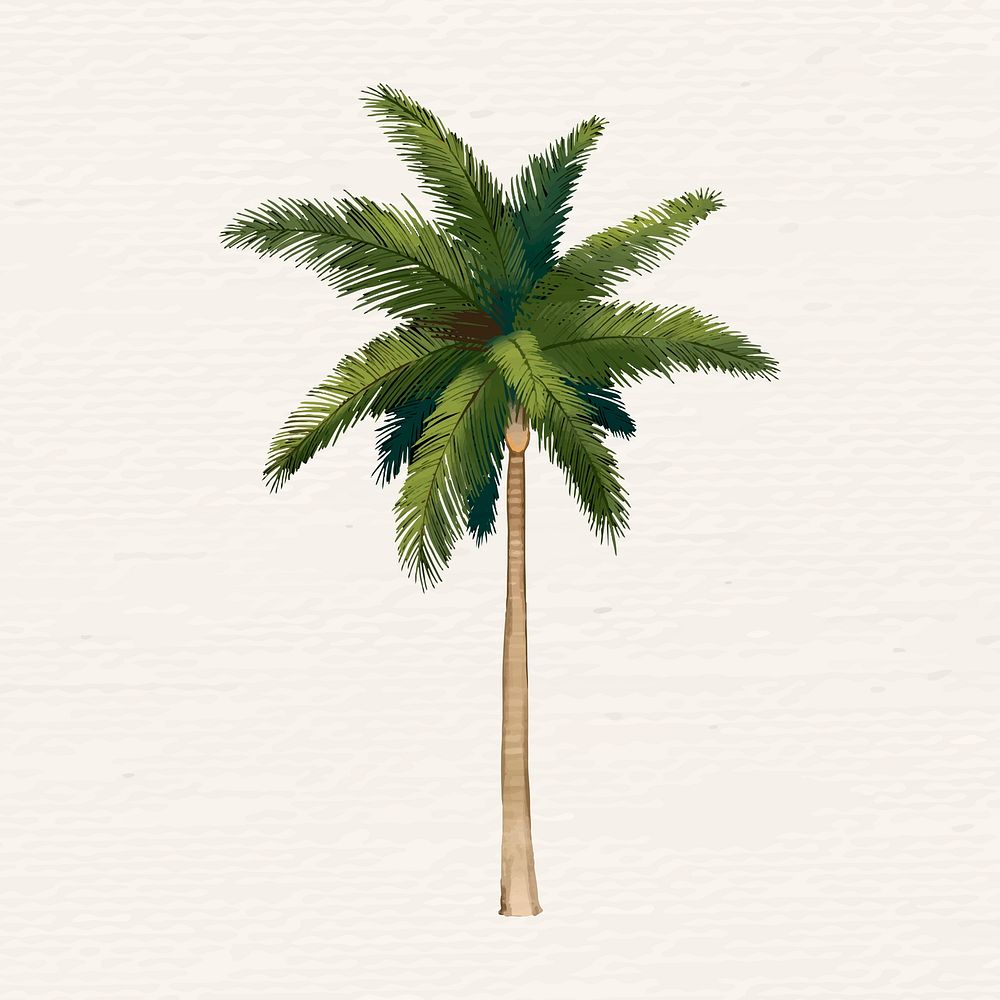 Hand drawn palmyra palm vector