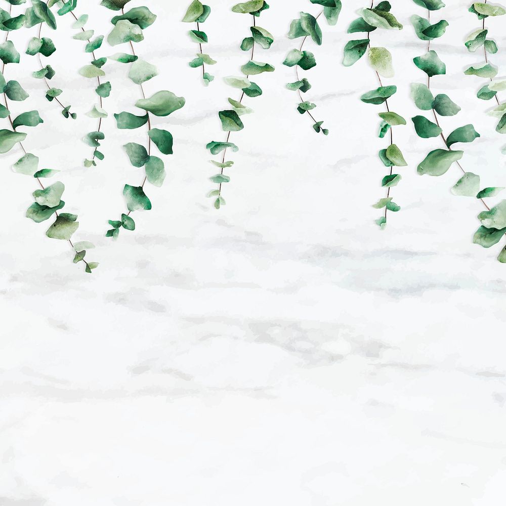 Hand drawn eucalyptus leaf on white marble background vector