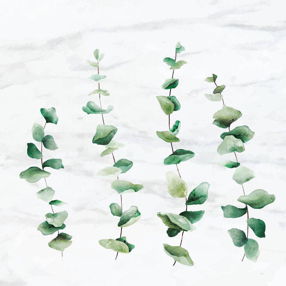 Hand drawn eucalyptus leaves on white marble background vector
