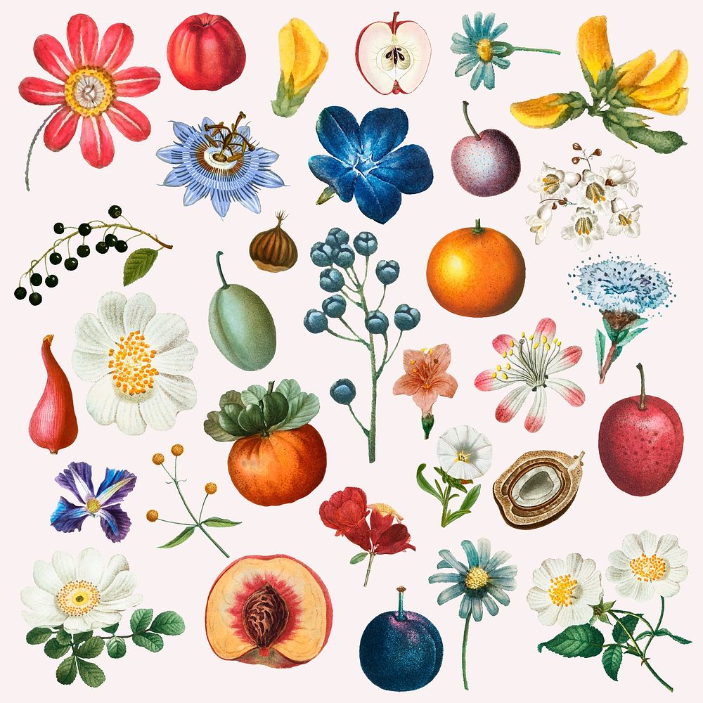 Flower and fruit psd hand drawn set
