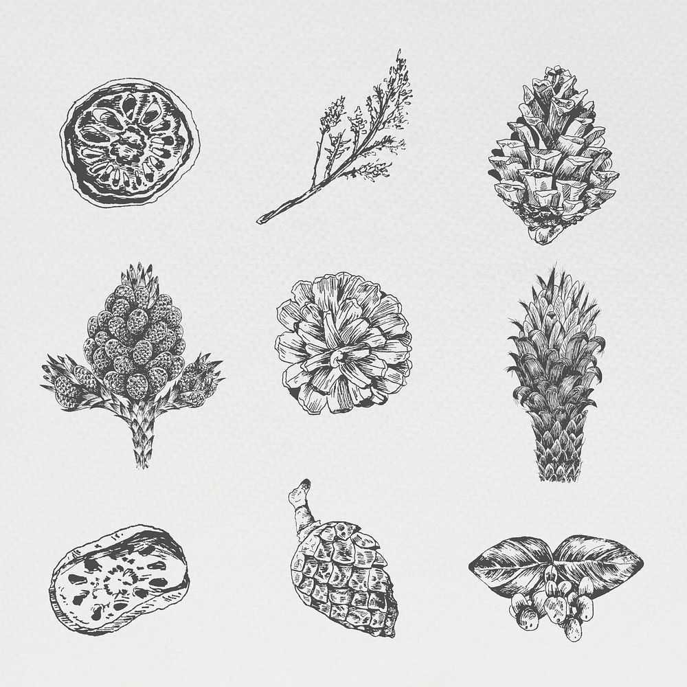 Hand drawn winter floral element illustration
