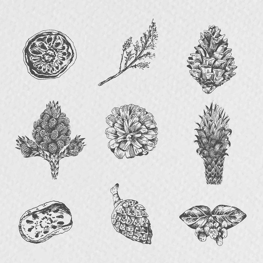 Hand drawn winter floral element vector