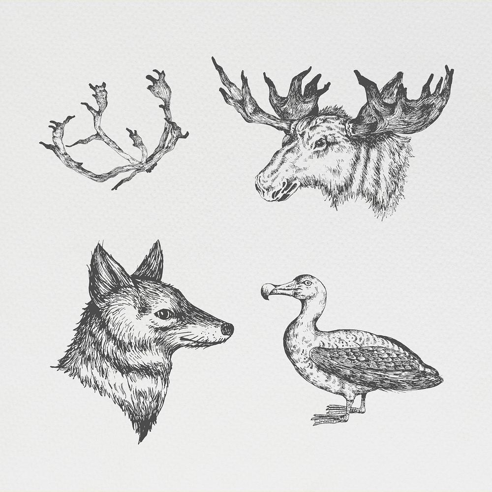 Animal drawing social ads template collection illustration