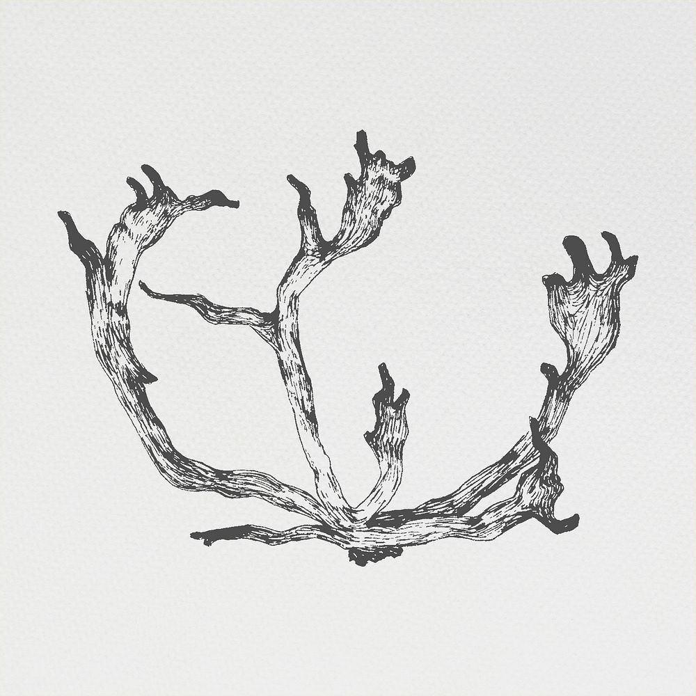 Hand drawn reindeer antler illustration