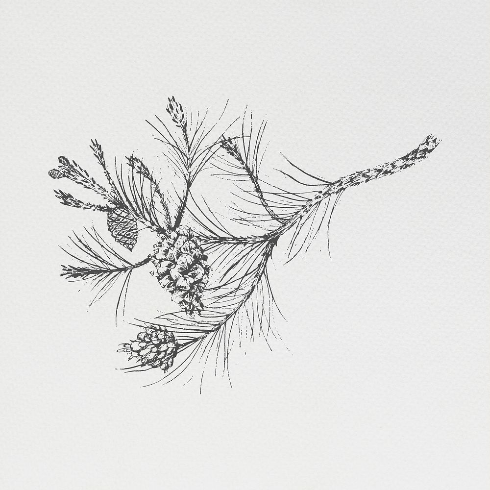 Hand drawn conifer cone illustration