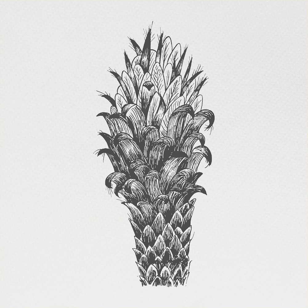 Hand drawn conifer cone element illustration