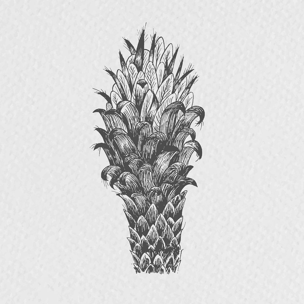 Hand drawn conifer cone element illustration