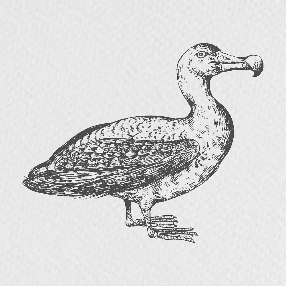 Hand drawn albatross bird vector