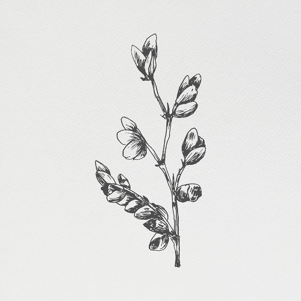 Hand drawn flower branch illustration