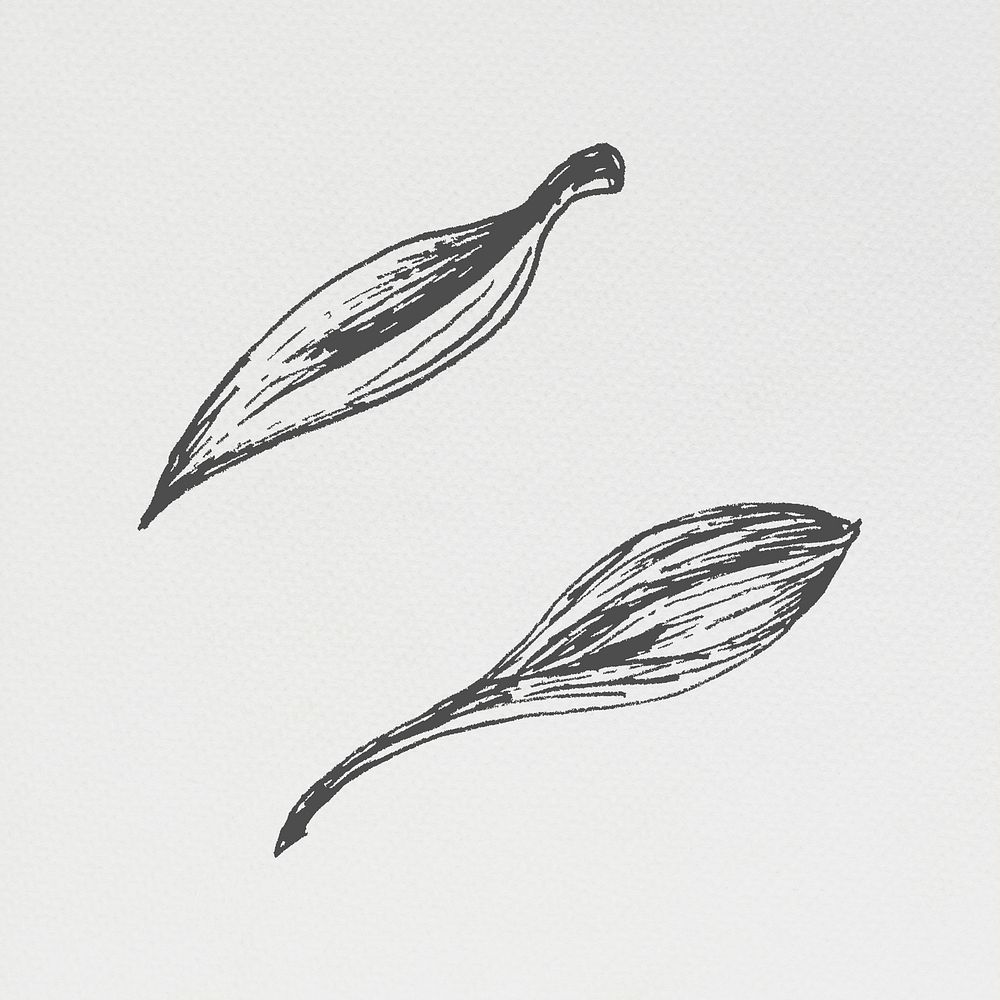 Hand drawn plant leaves illustration