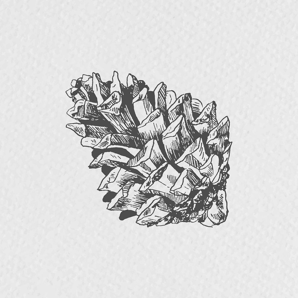 Hand drawn conifer cone element vector