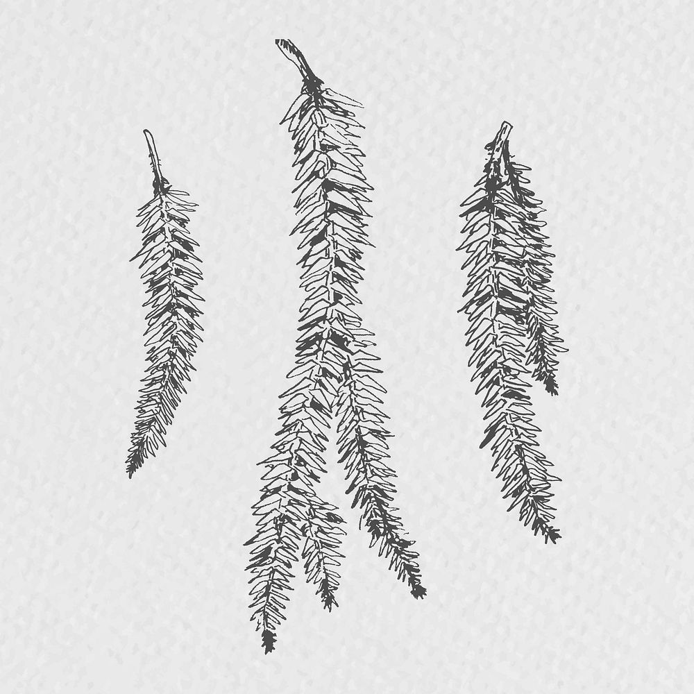 Hand drawn pine branches illustration