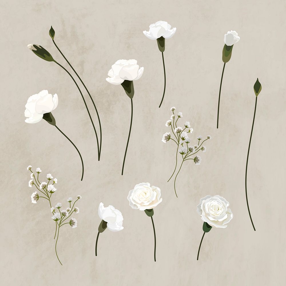 Blooming white carnation design element collection vector
