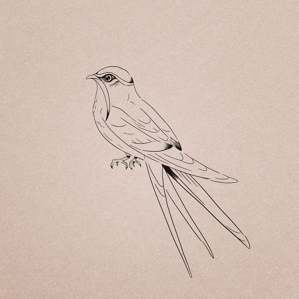 Hand drawn moustached treeswift bird illustration