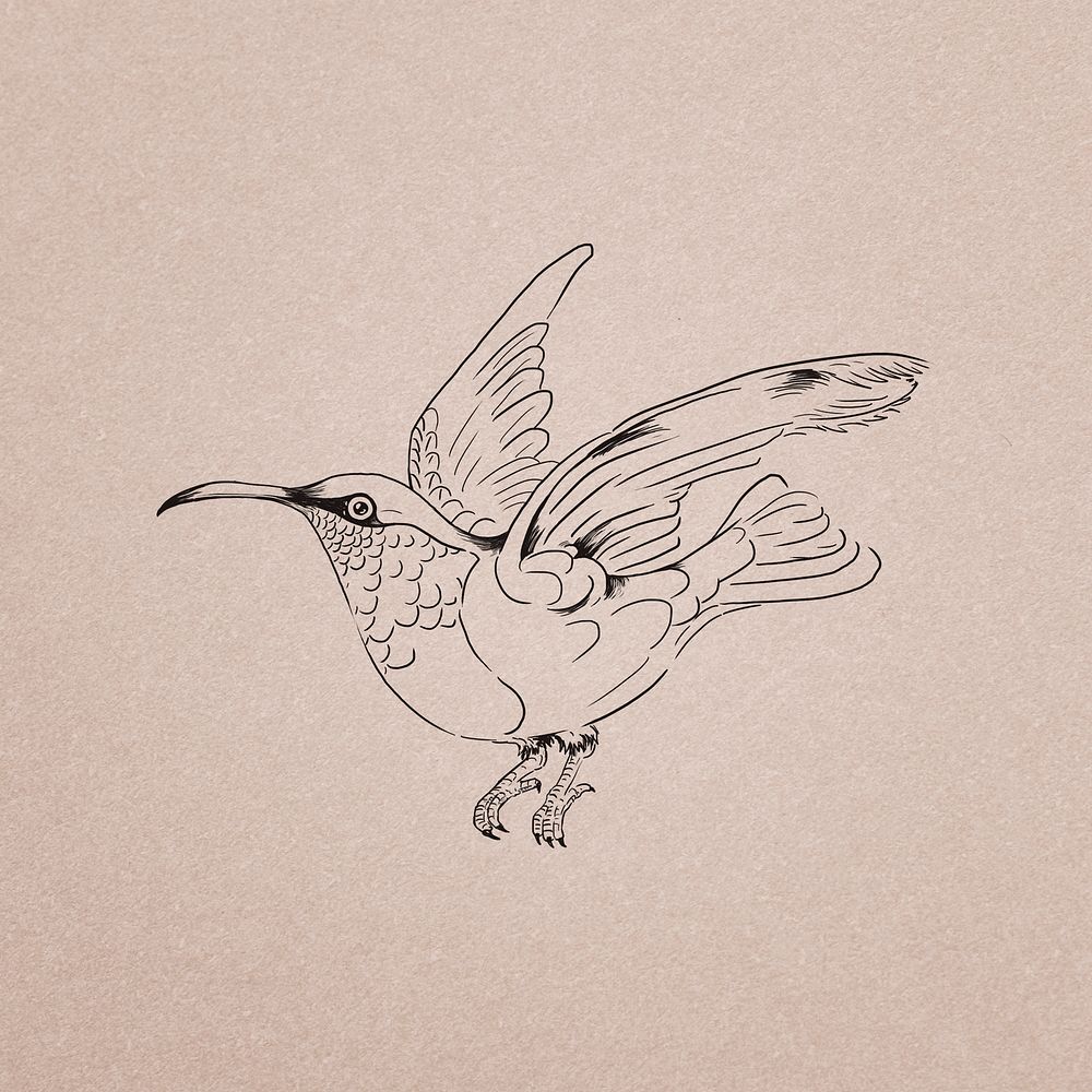 Hand drawn hummingbird illustration