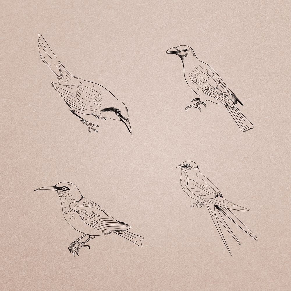 Hand drawn birds collection illustration