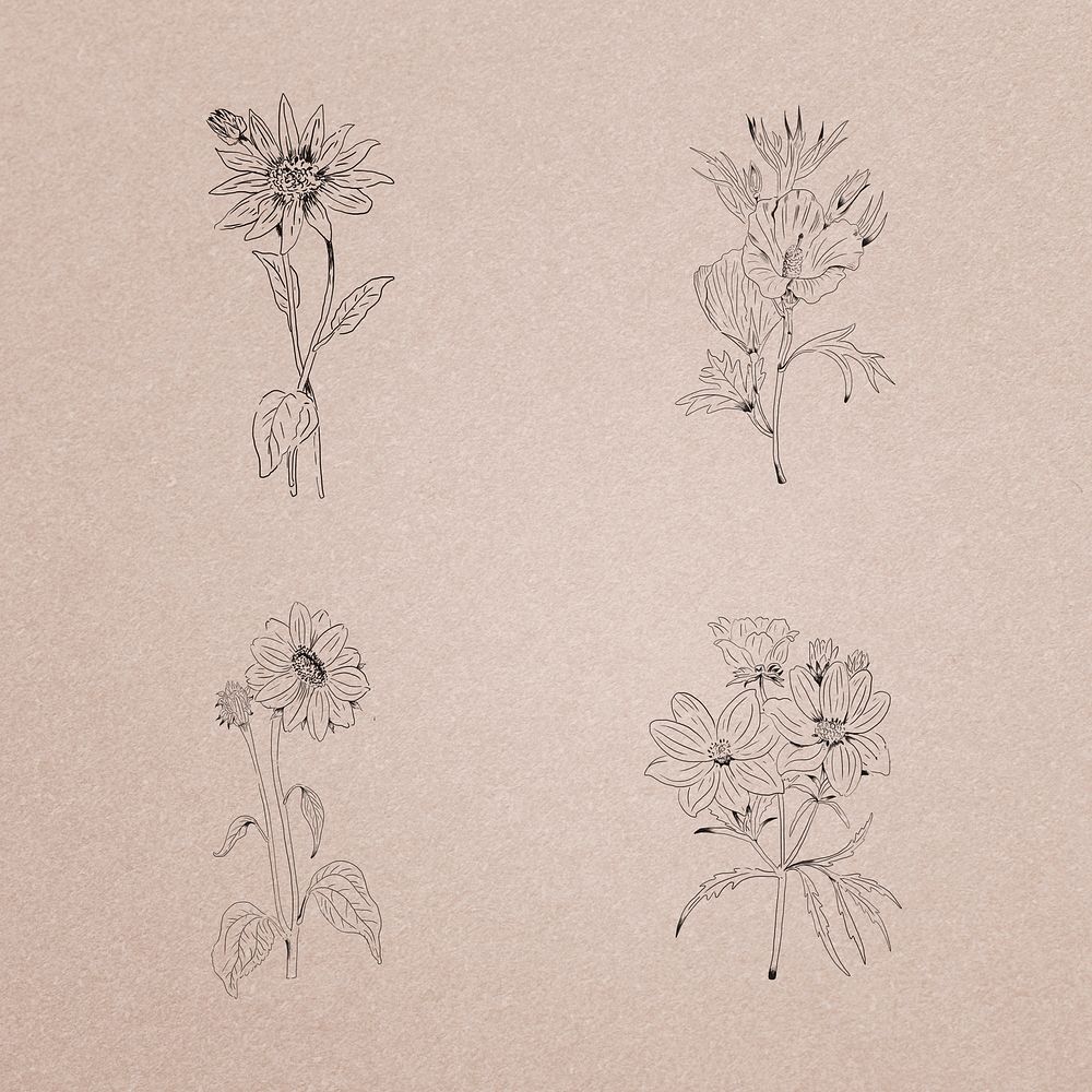 Hand drawn wildflowers collection illustration