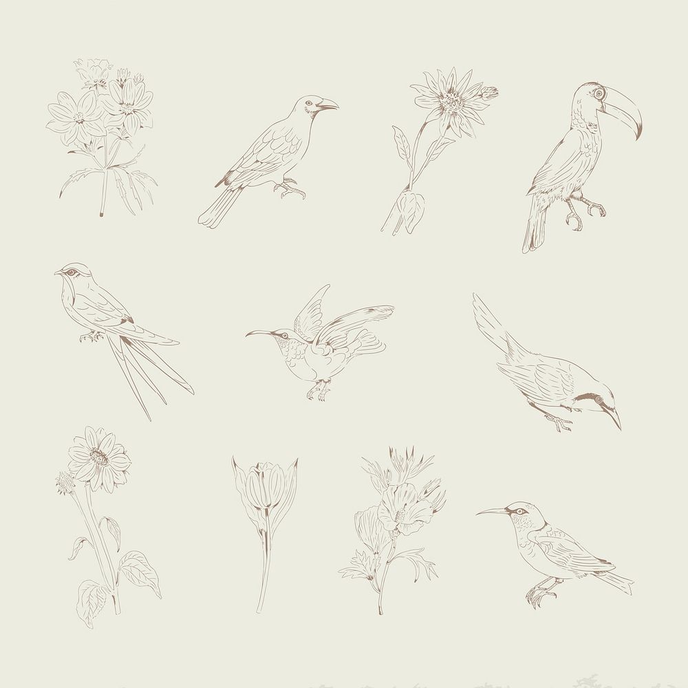Hand drawn birds and flowers collection vector