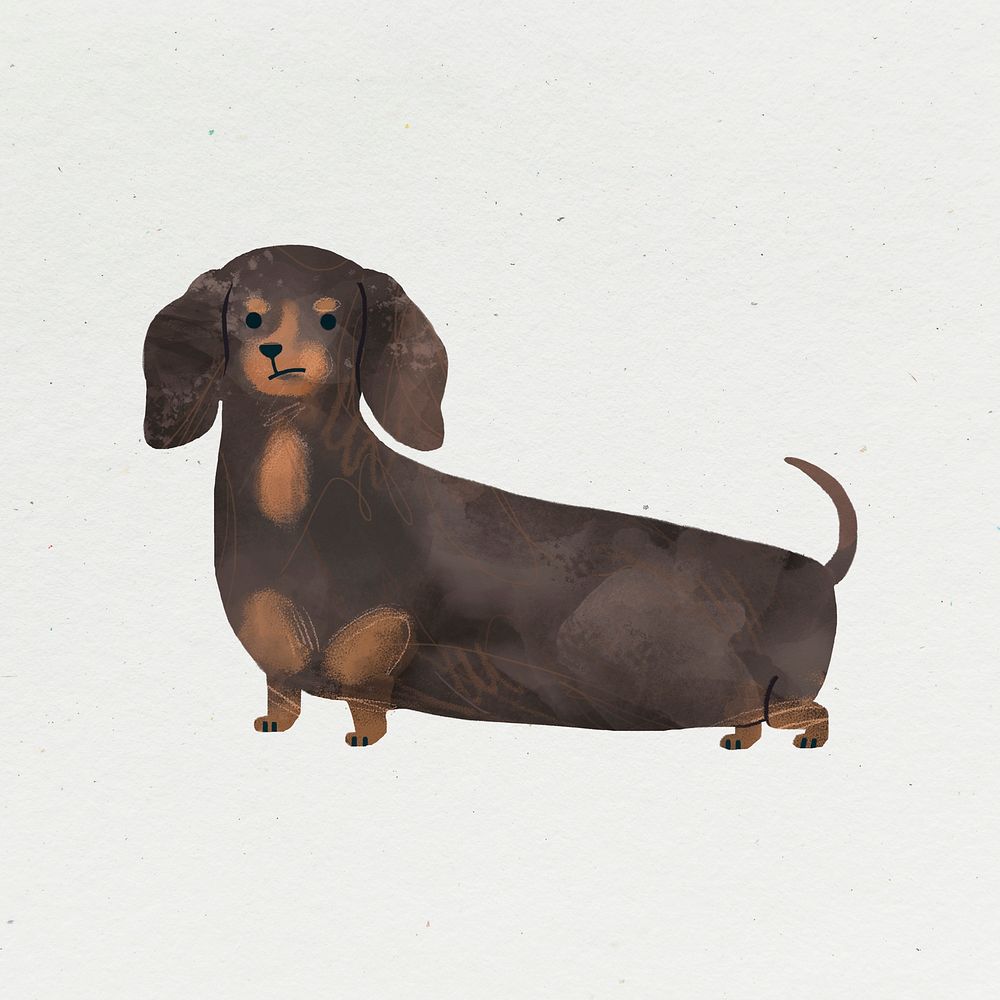 Dachshund watercolor paitning on a white background template