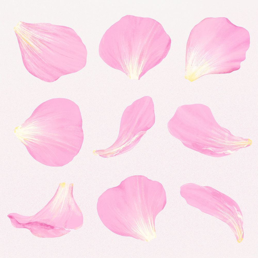 Pink flower petal illustration psd set