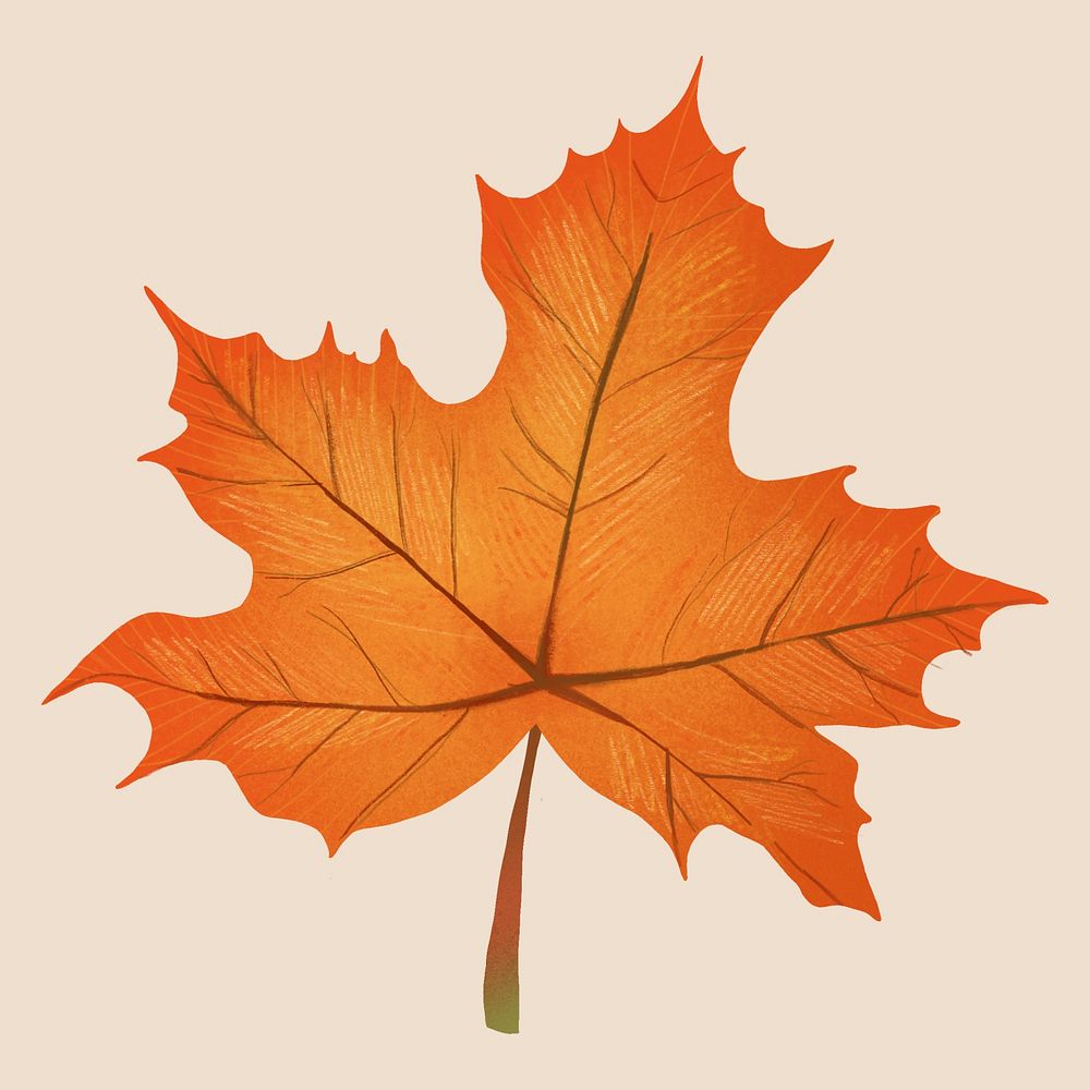 Hand drawn maple element psd fall leaf