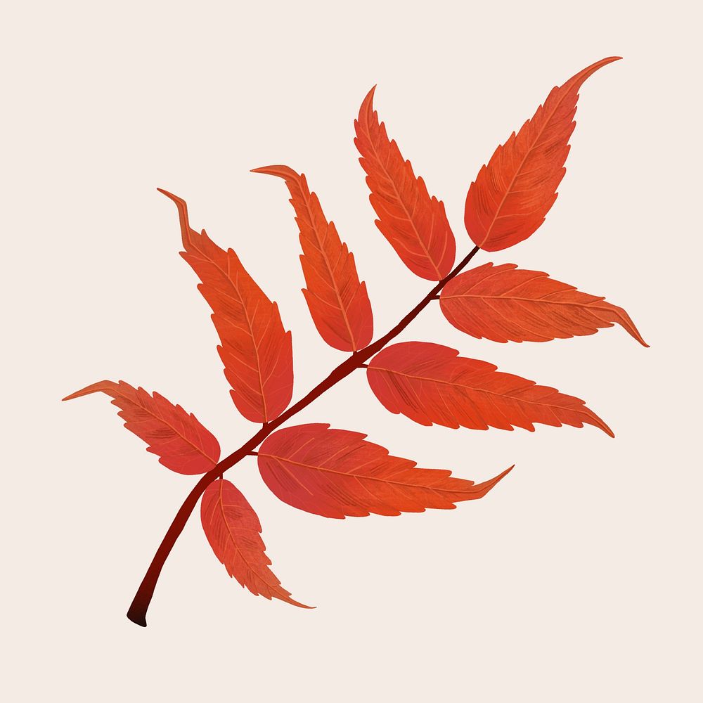 Hand drawn sumac element psd fall leaf