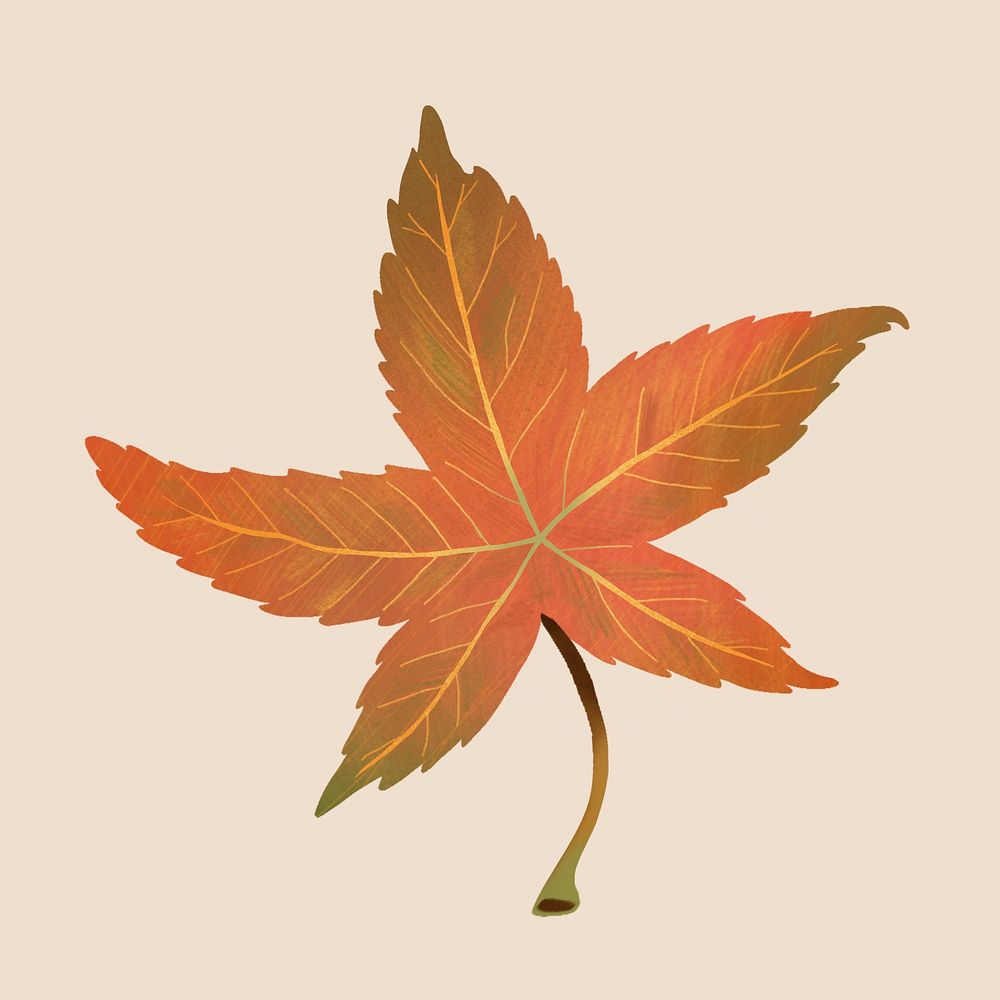 Hand drawn sweetgum element psd autumn leaf