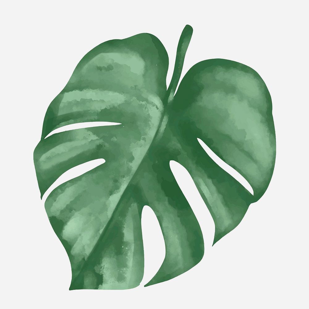 Plant leaf element vector Monstera