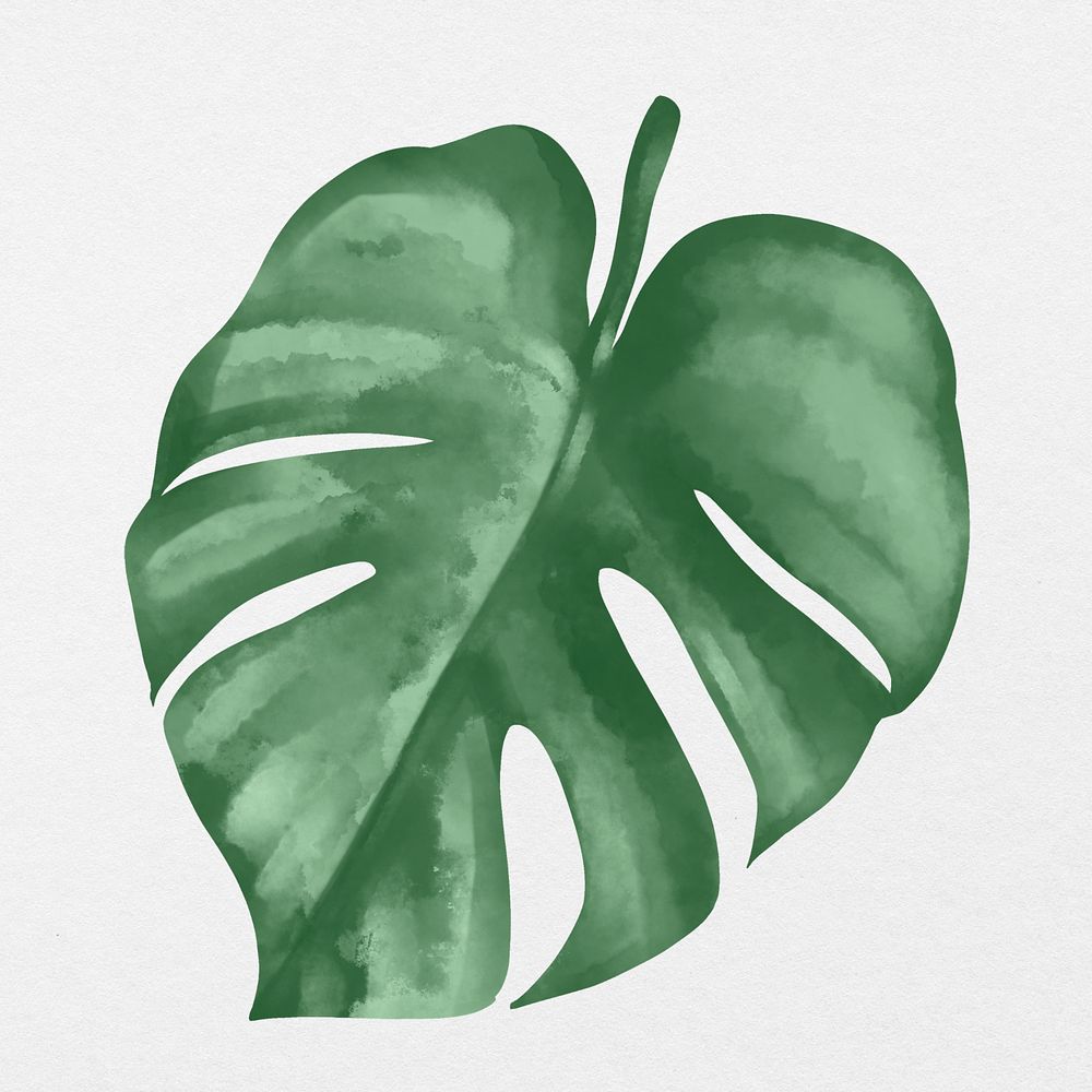 Plant leaf Monstera in gray background