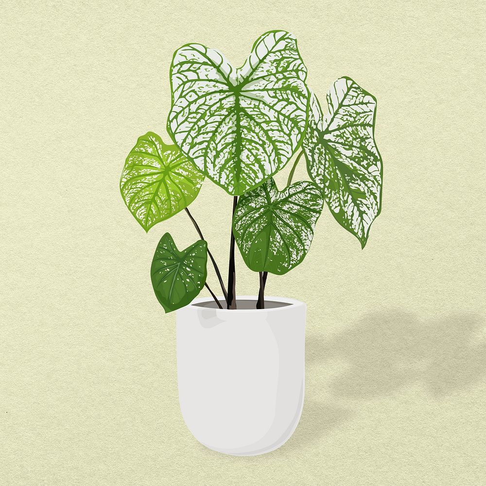 Plant psd image, Alocasia polly potted home interior decoration