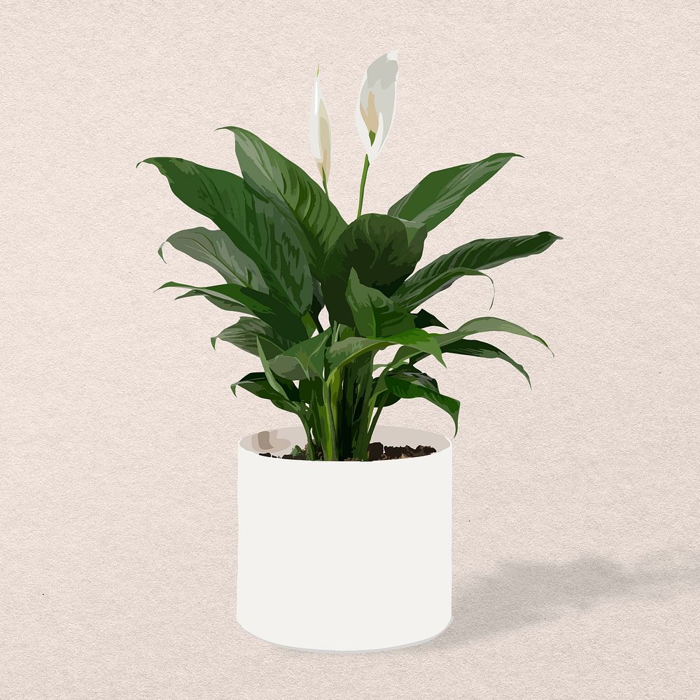 Plant psd image, peace lily plant home interior decoration