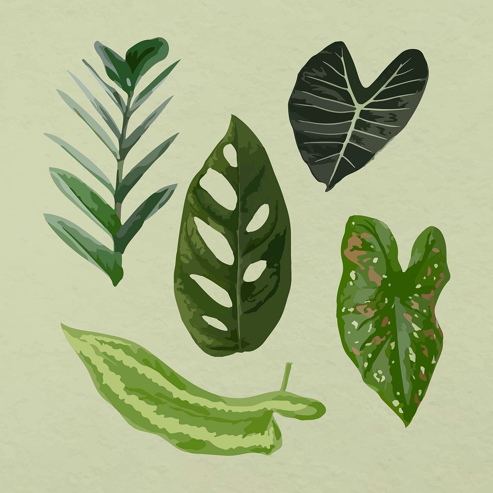 Tropical leaf vector art image set