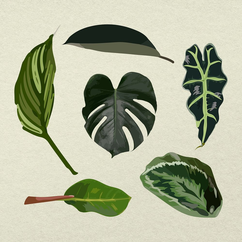 Green leaf psd houseplant image set