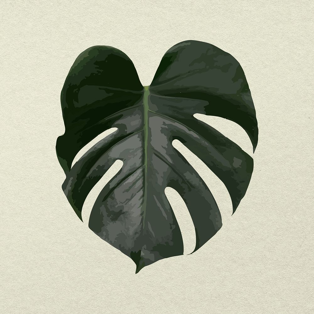 Monstera leaf plant psd image