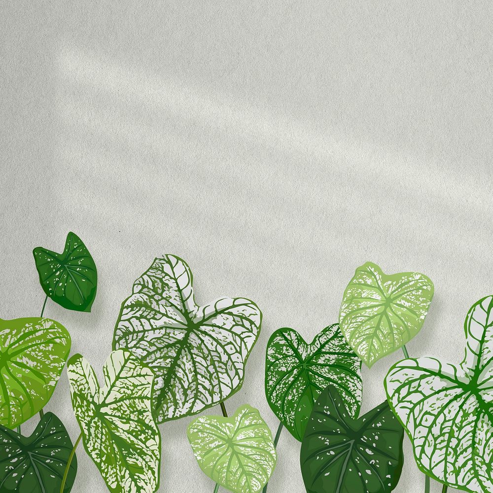 House plant background psd, Alocasia polly white wall with natural light