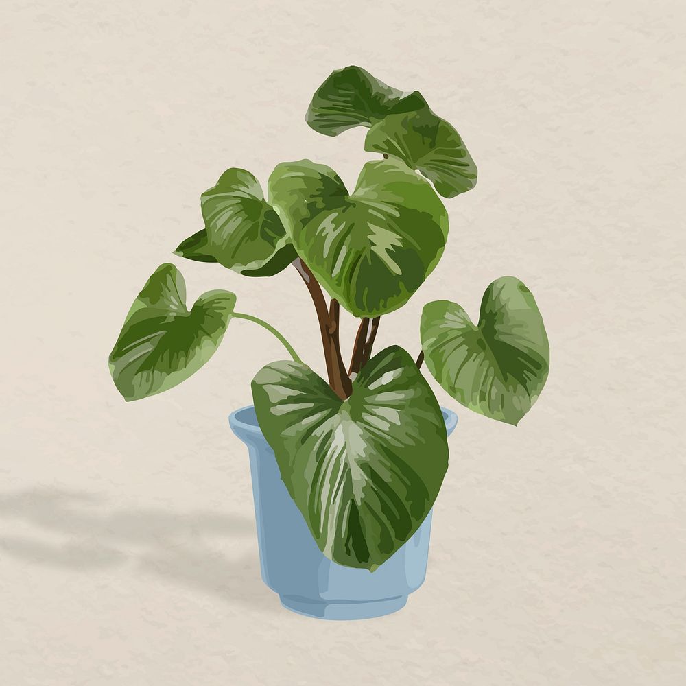 Plant vector image, Philodendron melanoneuron potted home interior decoration