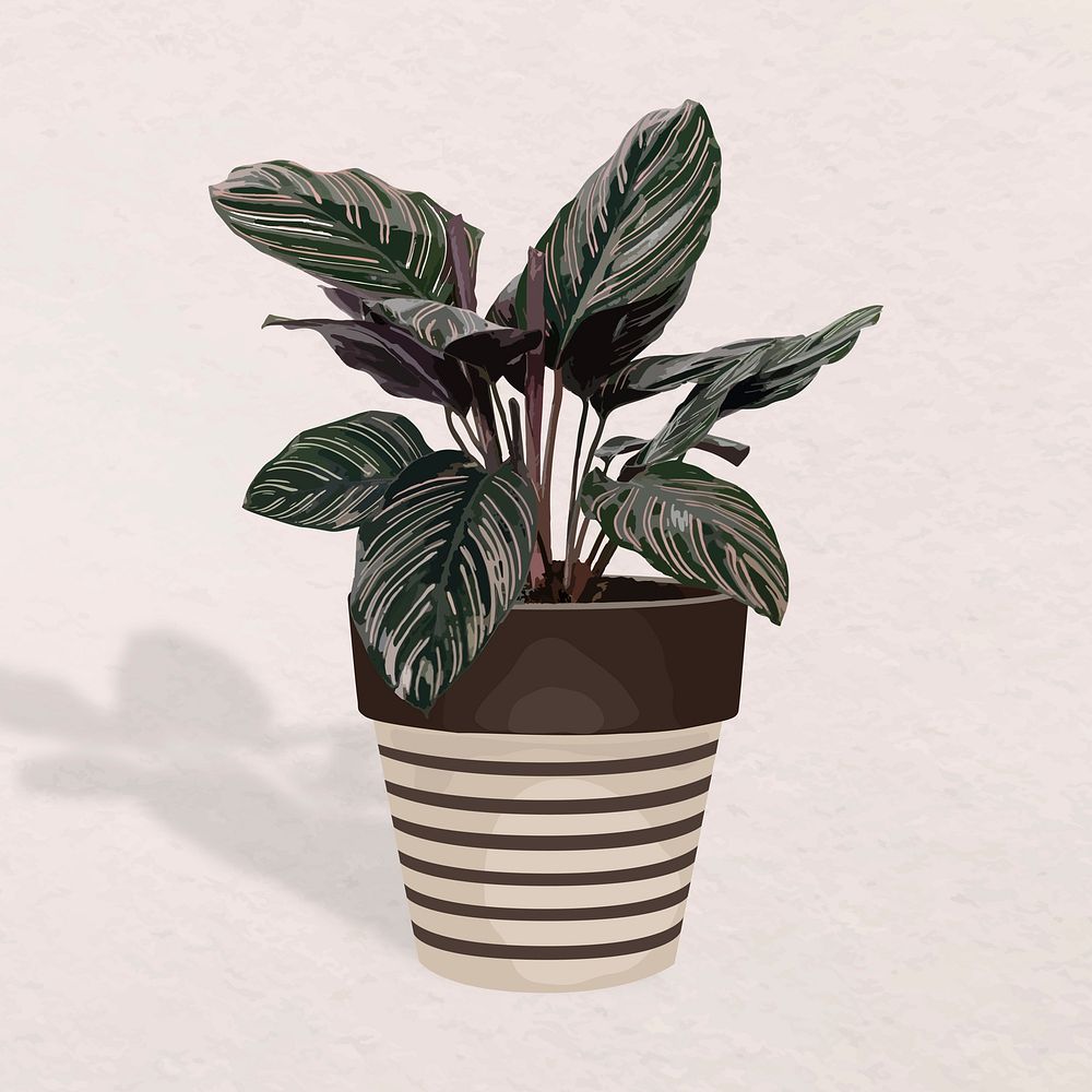 Potted plant vector image, Calathea white star potted home interior decoration
