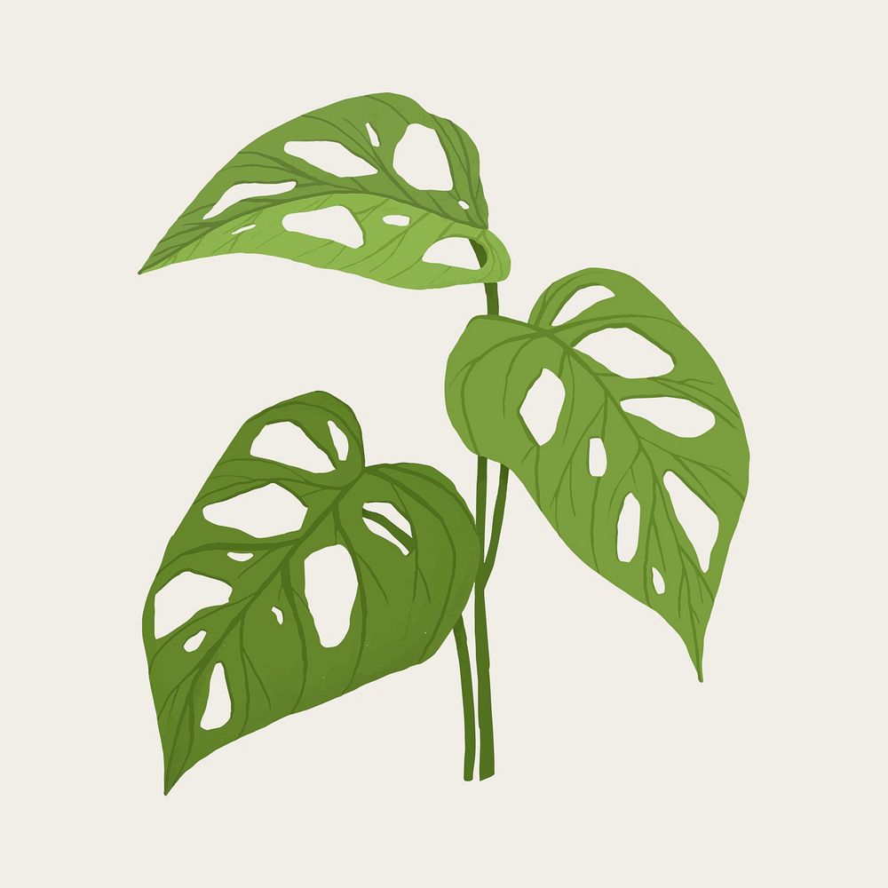 Monstera swiss cheese leaf psd botanical illustration