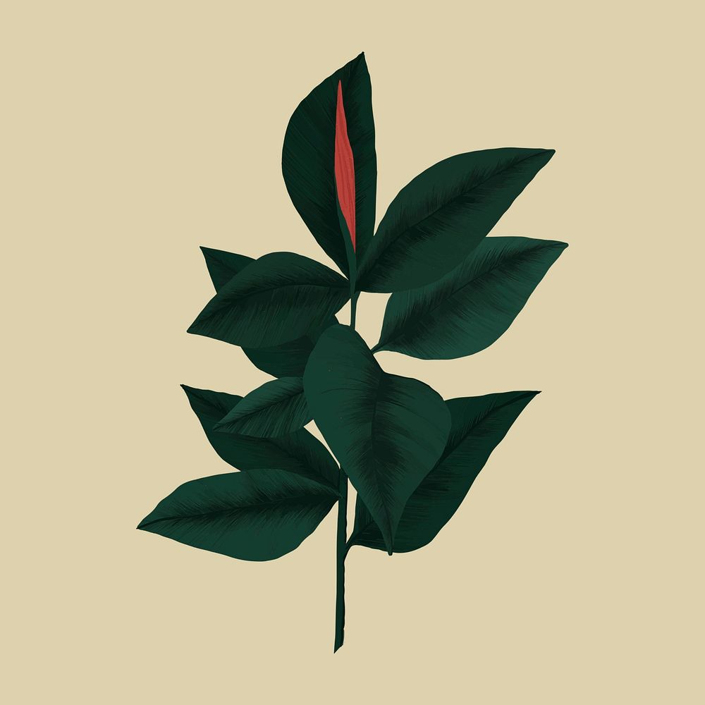 Rubber plant psd botanical illustration