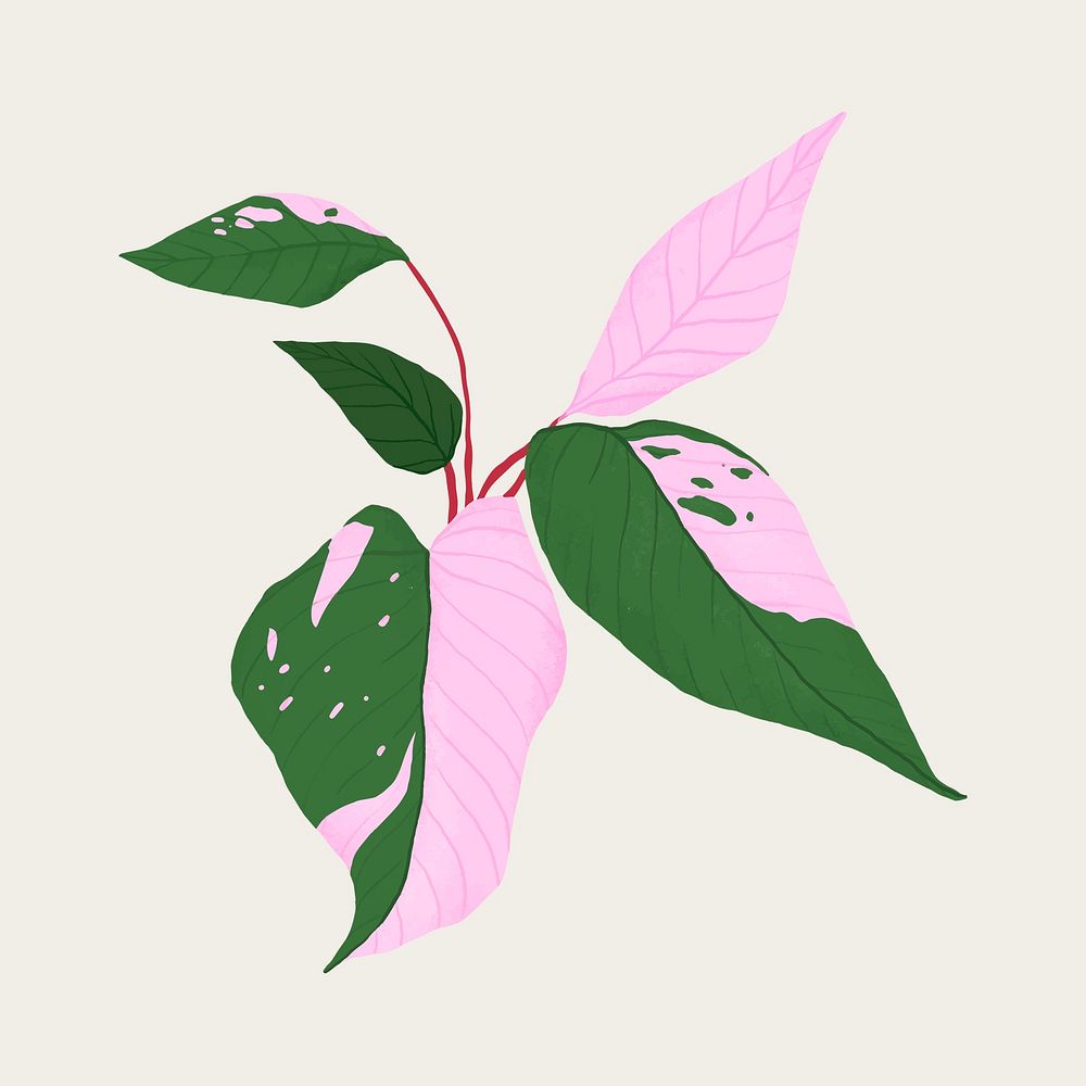 Leaf PSD pink princess philodendron botanical illustration