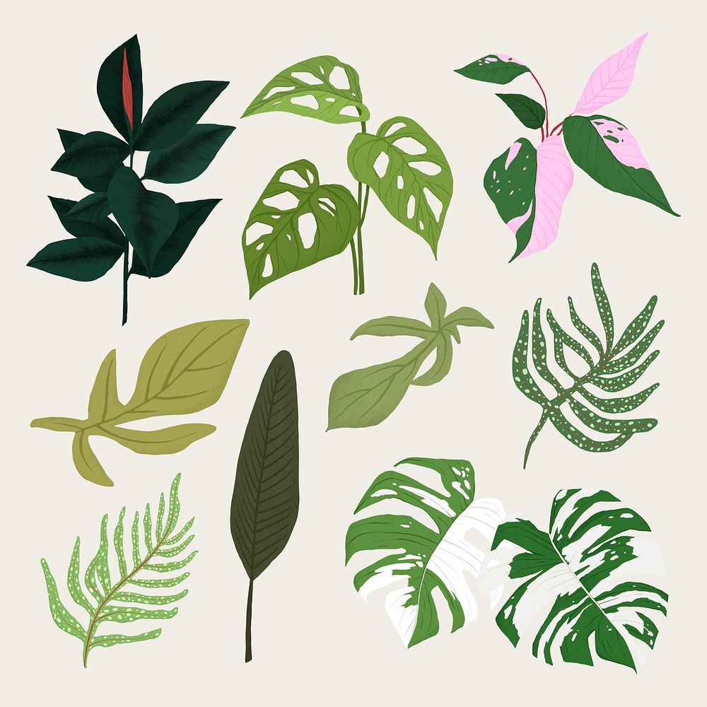 Tropical leaf PSD botanical illustration set