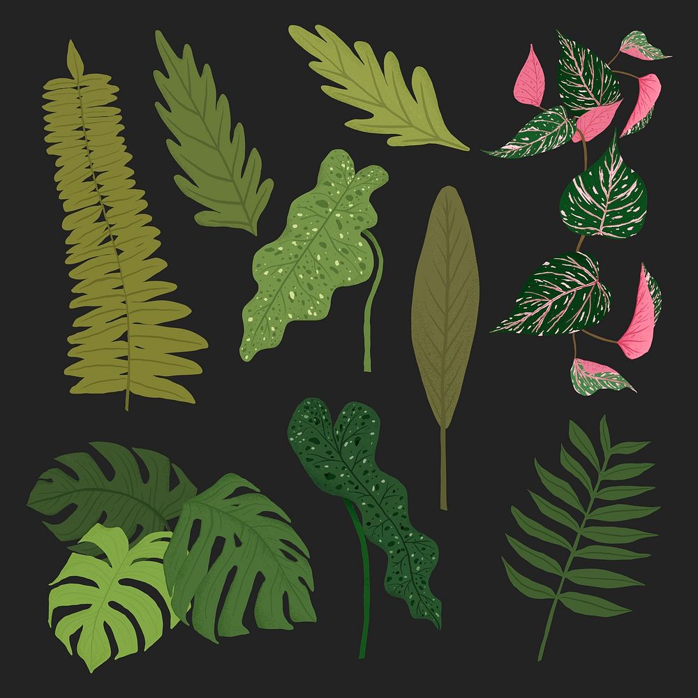 Tropical leaf vector plant botanical illustration set
