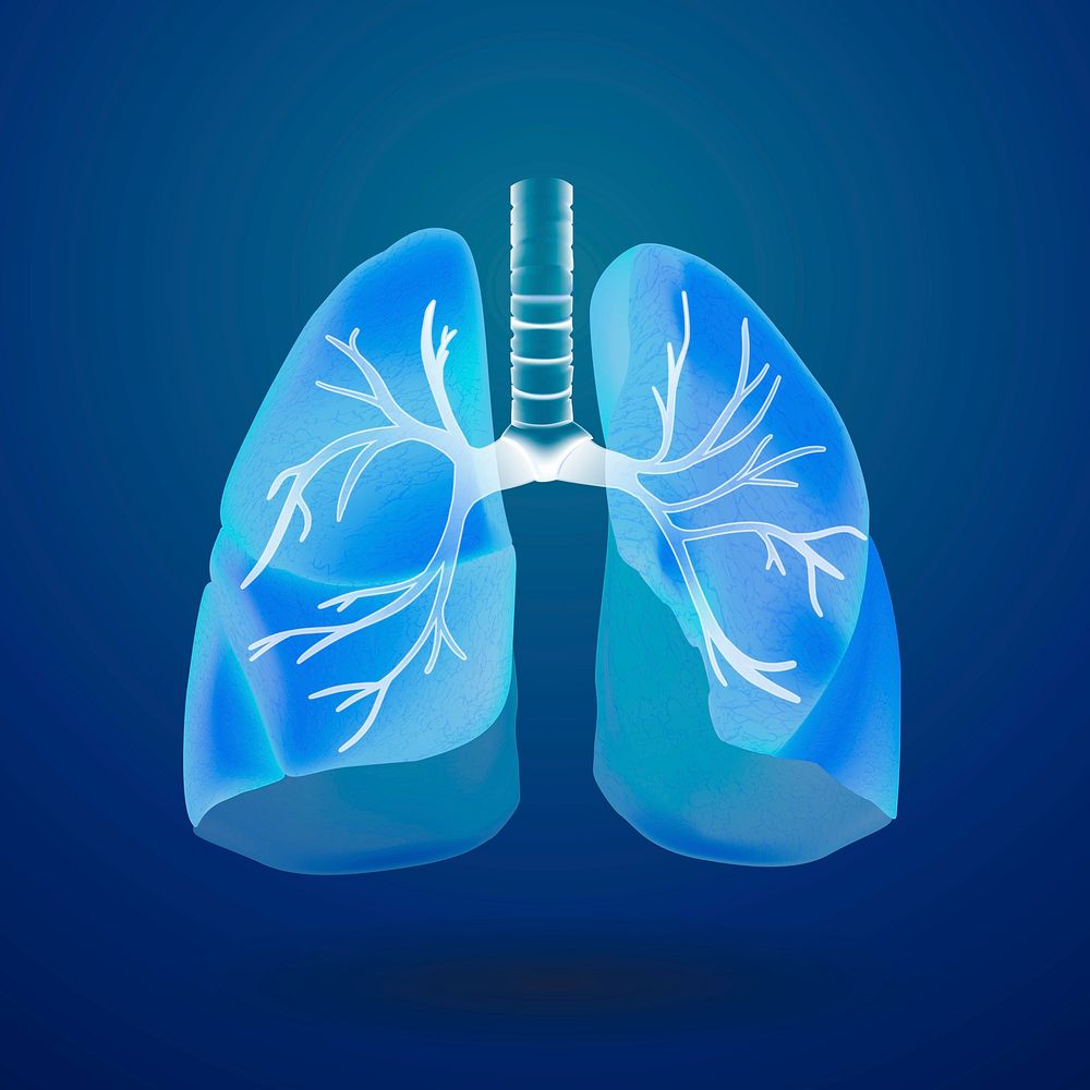 Blue human lungs psd medical graphic