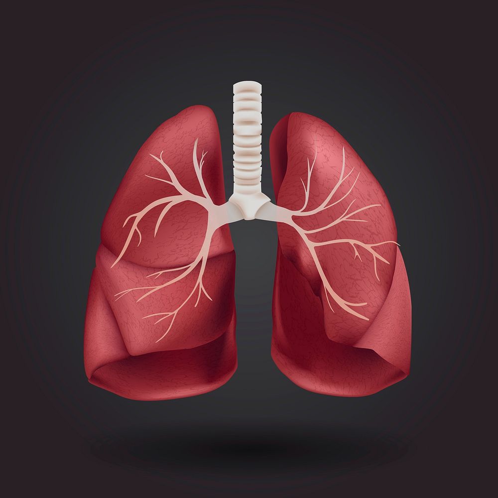 Human respiratory system, lungs 3D illustration graphic