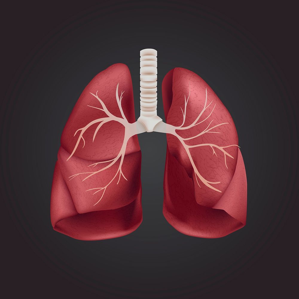 3d lungs medical graphic psd in red