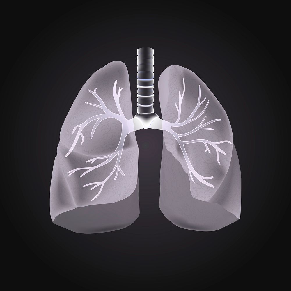 3d gray lungs psd graphic medical technology