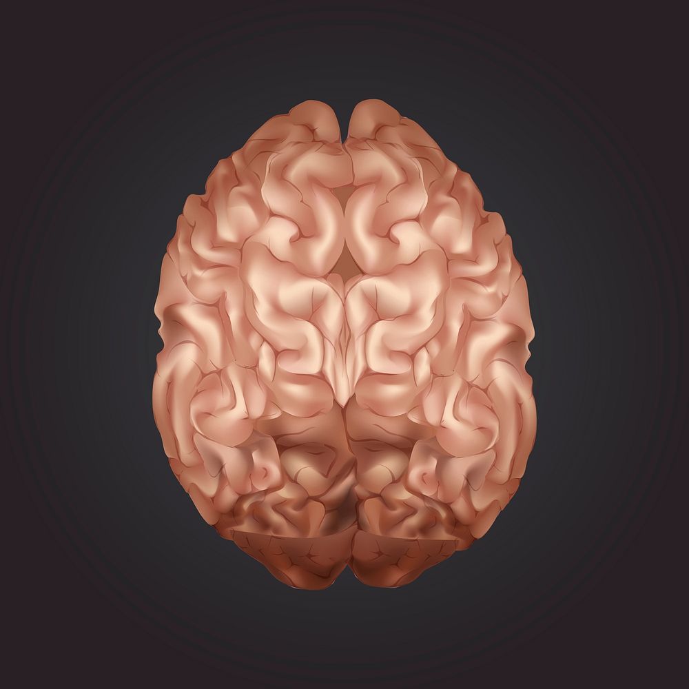 Brown human brain psd medical illustration from top view