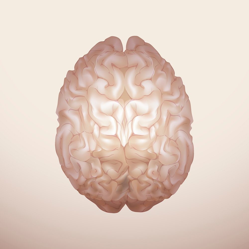 Engraved human brain psd medical graphic